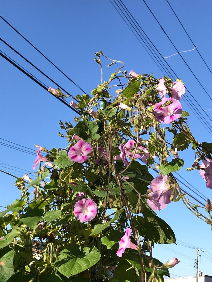 久々の開花❤︎