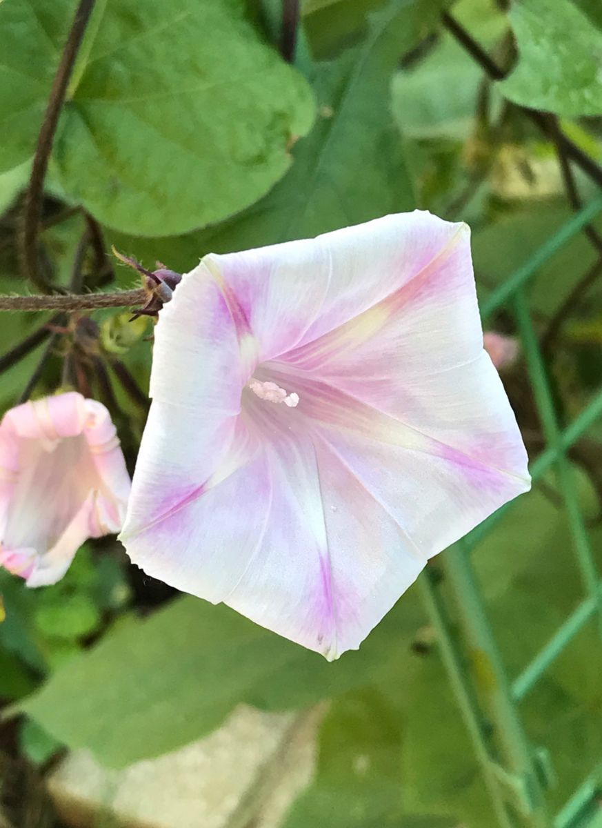 久々の開花❤︎