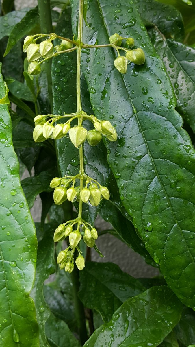 ふくおかルーバルガーデン2～秋の庭便り🍁セロリがもりもり育ちます🍀