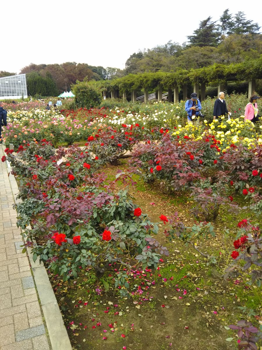 神代植物公園に行ってきました。