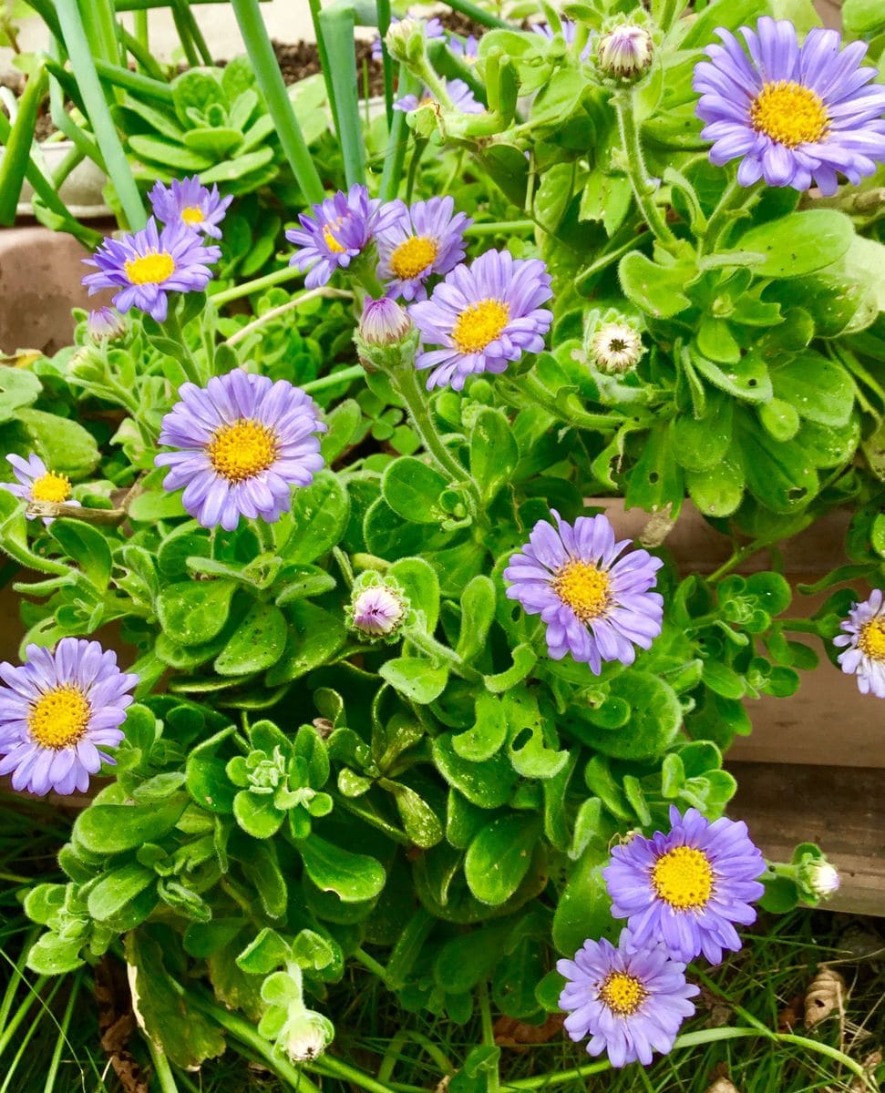 満開中のお花💐