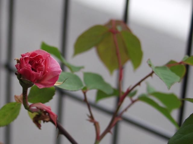 薔薇の開花の始まり