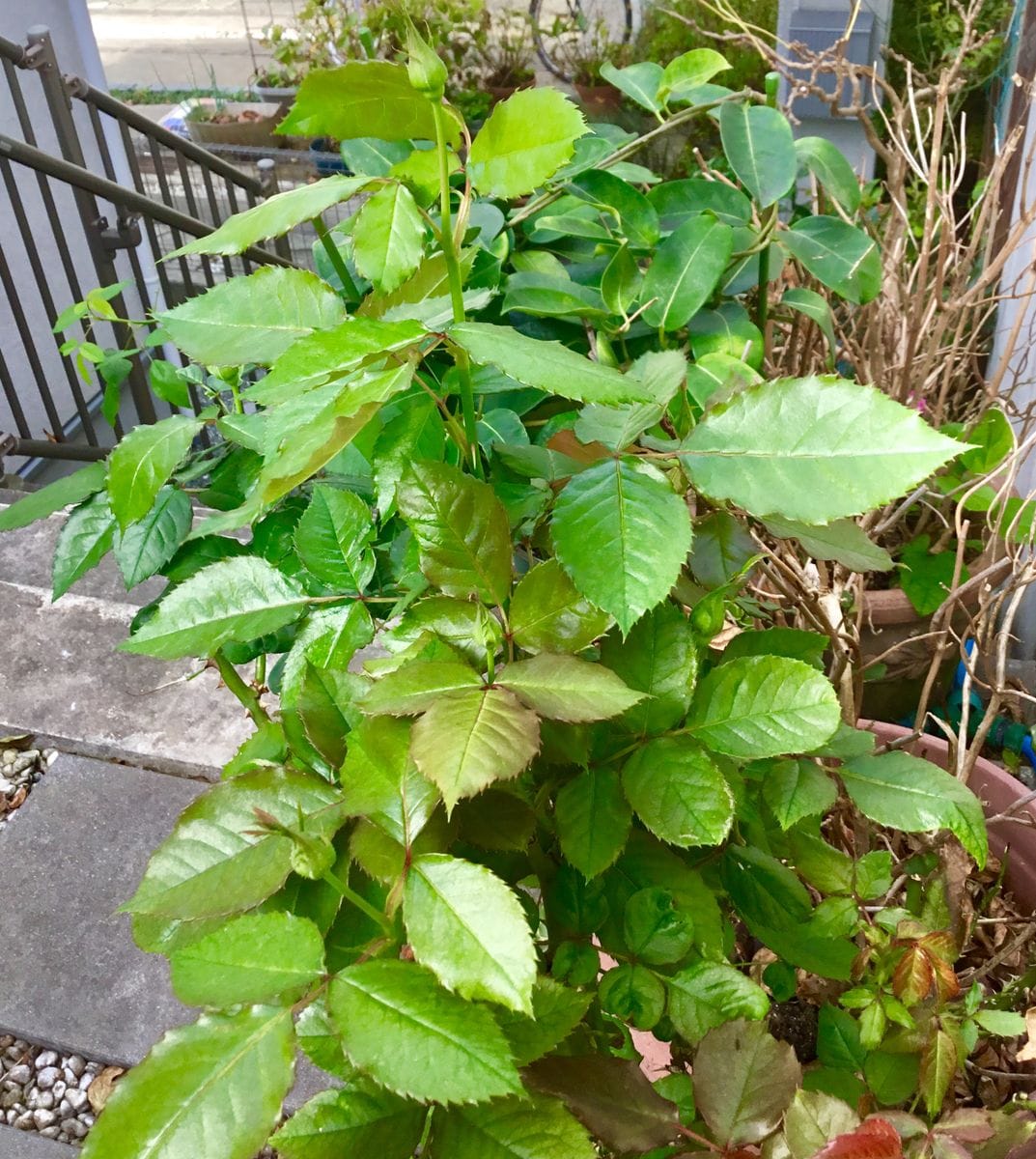 再生の芽立ち