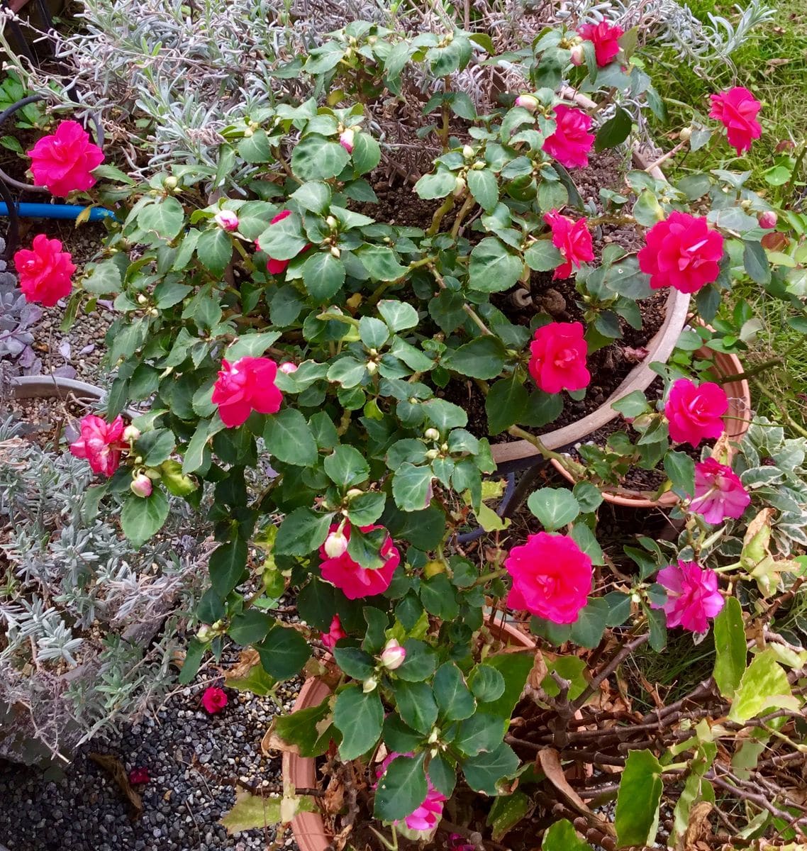 昨年挿し木のインパチェンスが満開です🌸