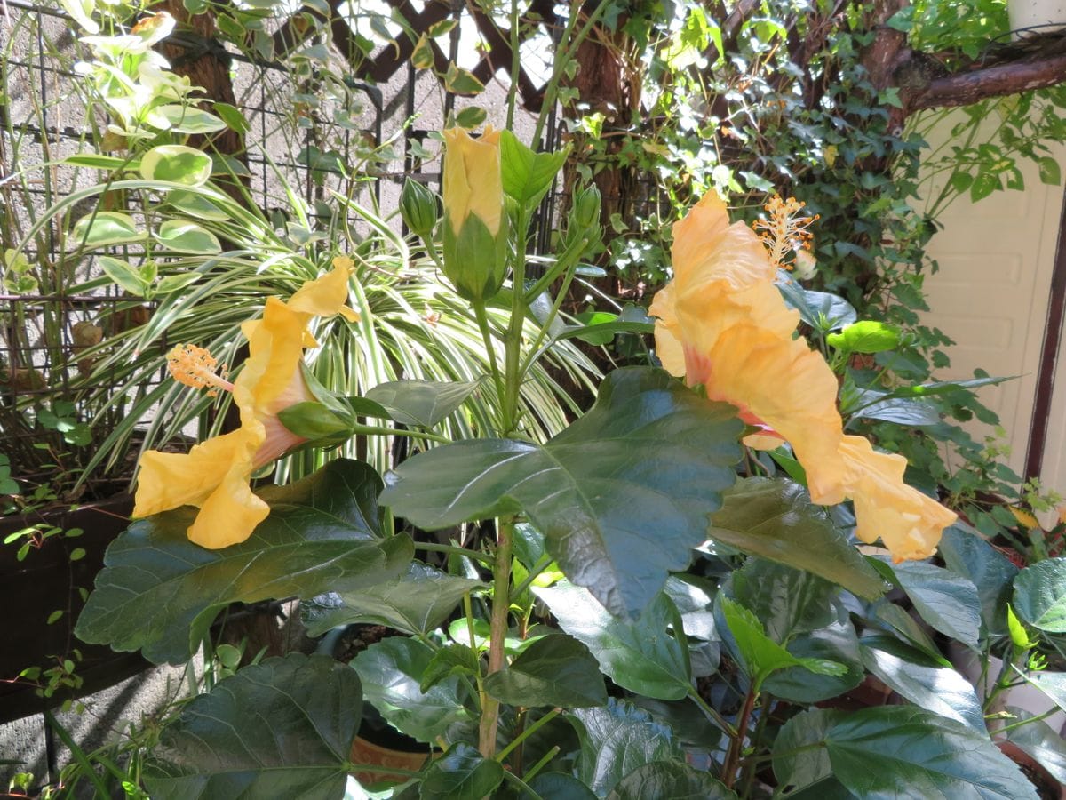 🌺ボレアスイエローの花🌺