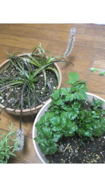 植物の近況と仲間入り植物(笑)