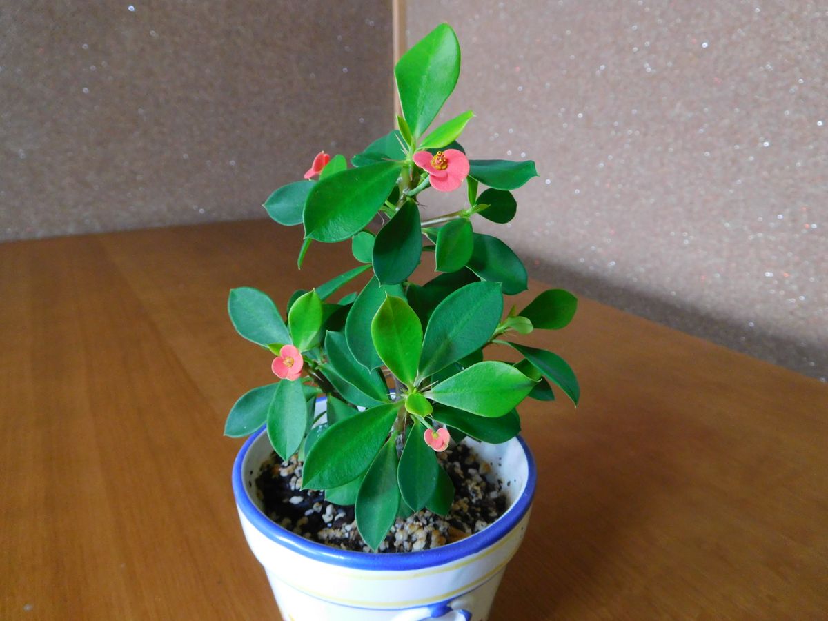 投げ売り植物を育てる