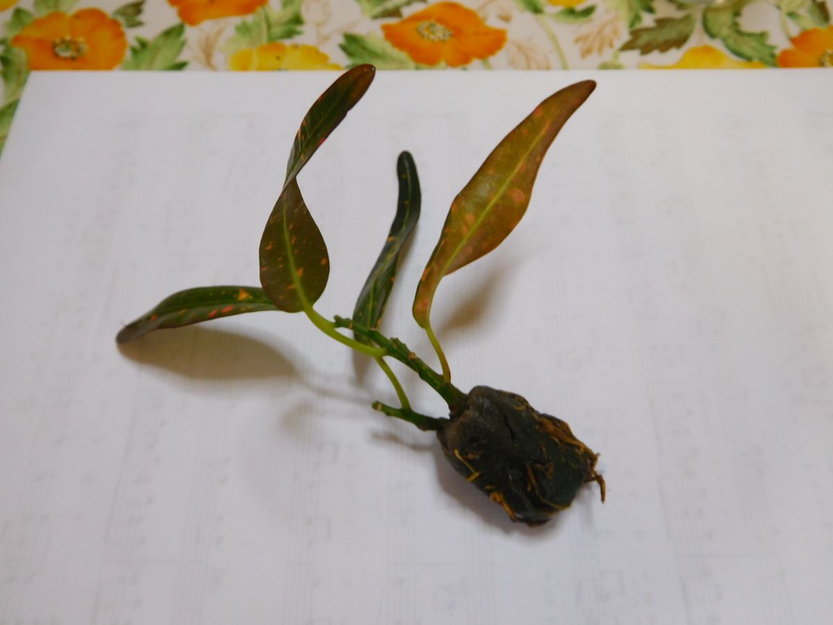 投げ売り植物を育てる