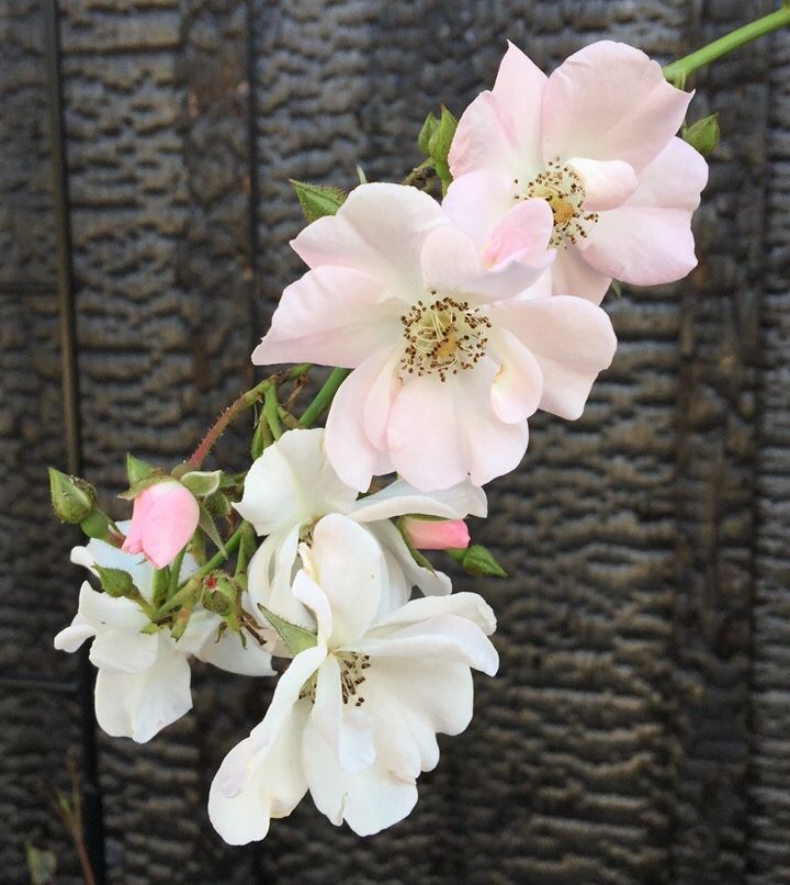 今日の薔薇