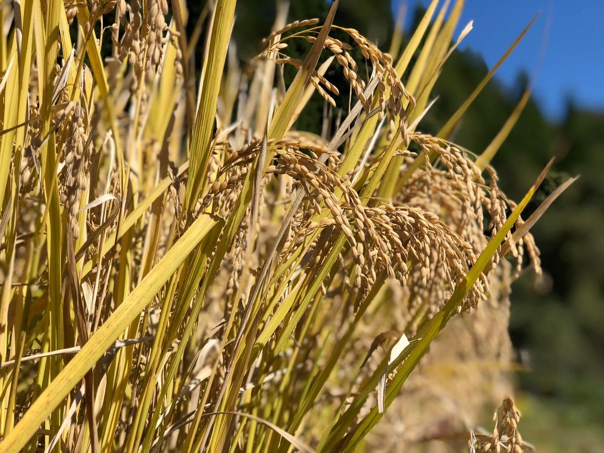 稲刈り🌾