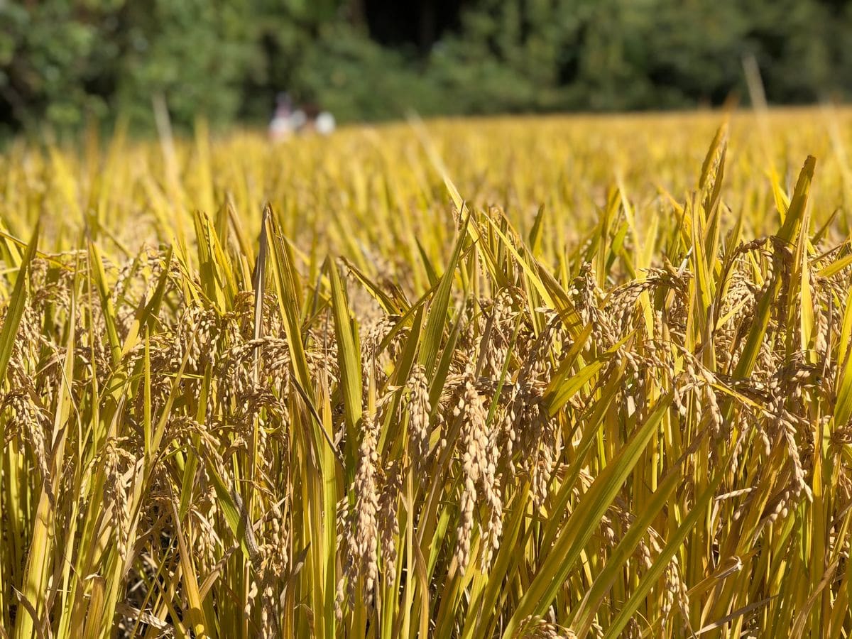 稲刈り🌾