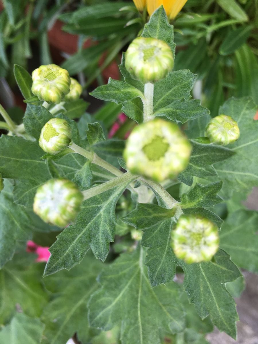 さて、何色のお花でしょうか〜❣️