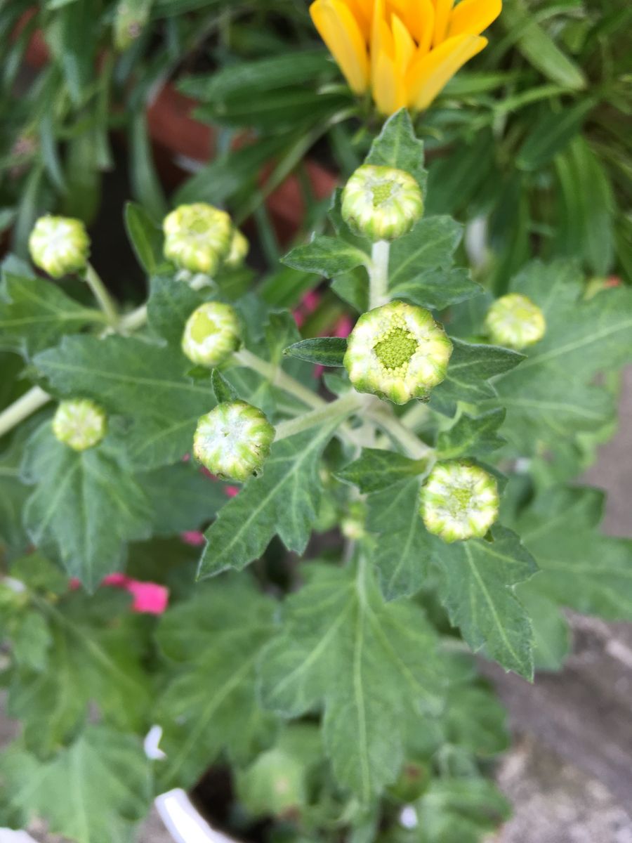 さて、何色のお花でしょうか〜❣️