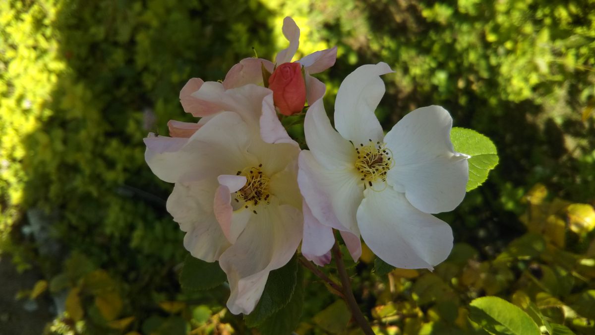 花菜ガーデンの薔薇🌹🌫️その２