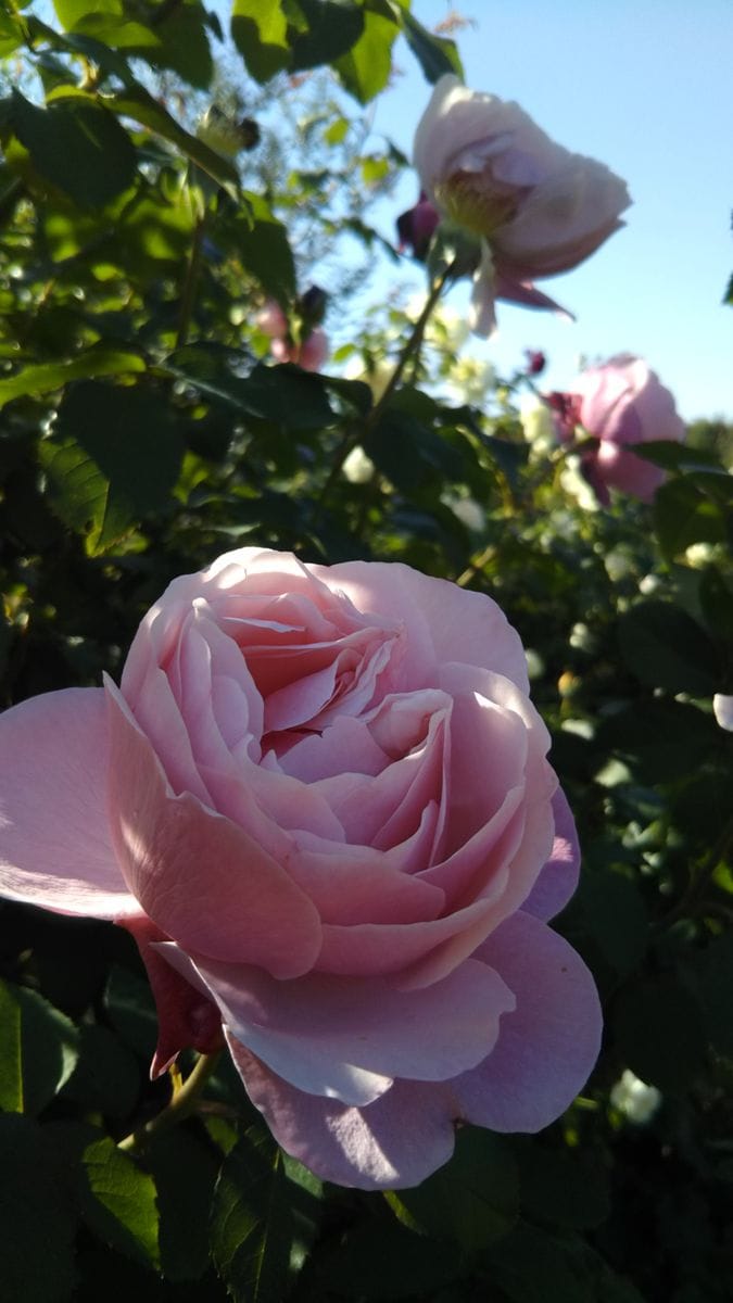 花菜ガーデンの薔薇🌫️その３