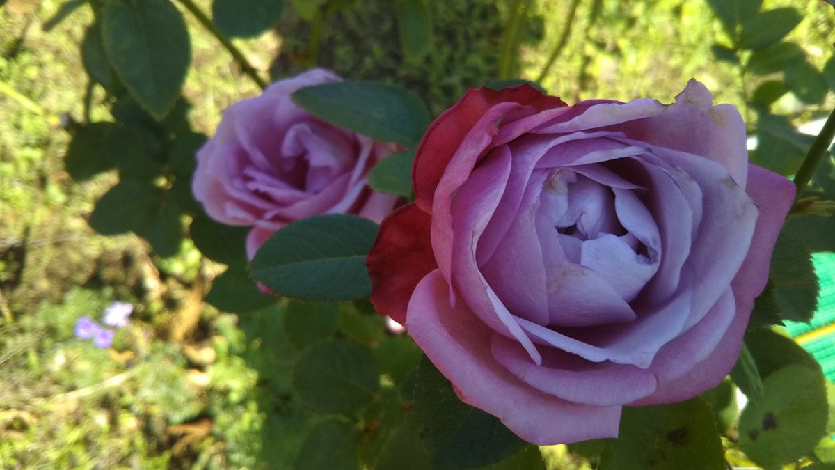 花菜ガーデンの薔薇🌹🌫️その４