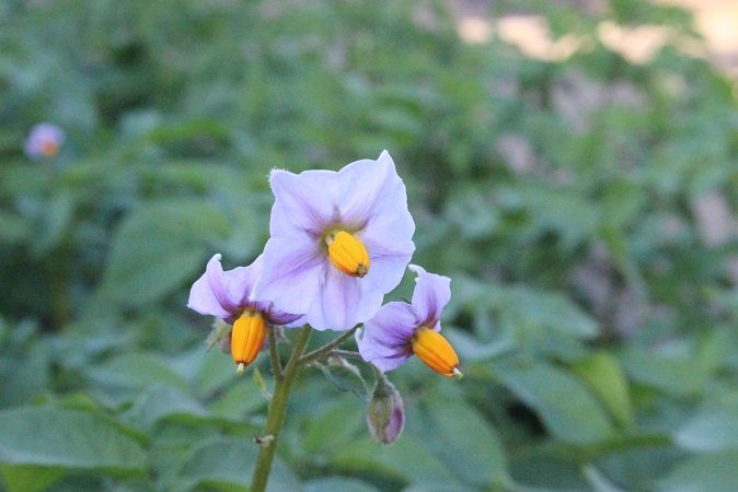 じゃがいもの花