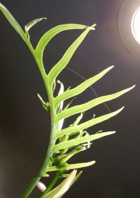 デキル植物の新芽収納術！　昇進を狙う奴はここが違う