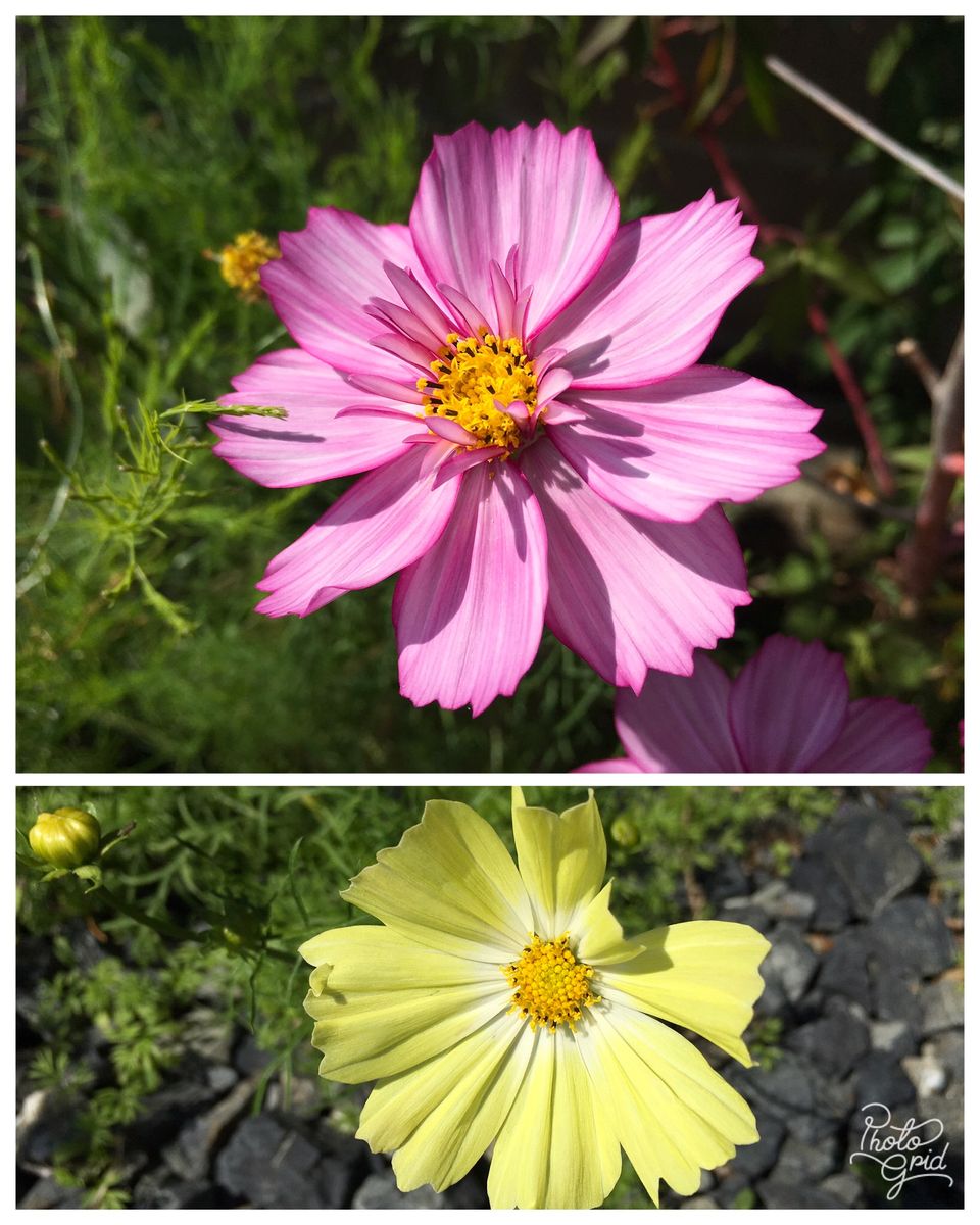 眩しい光の中で✨薔薇・酔芙蓉・秋桜