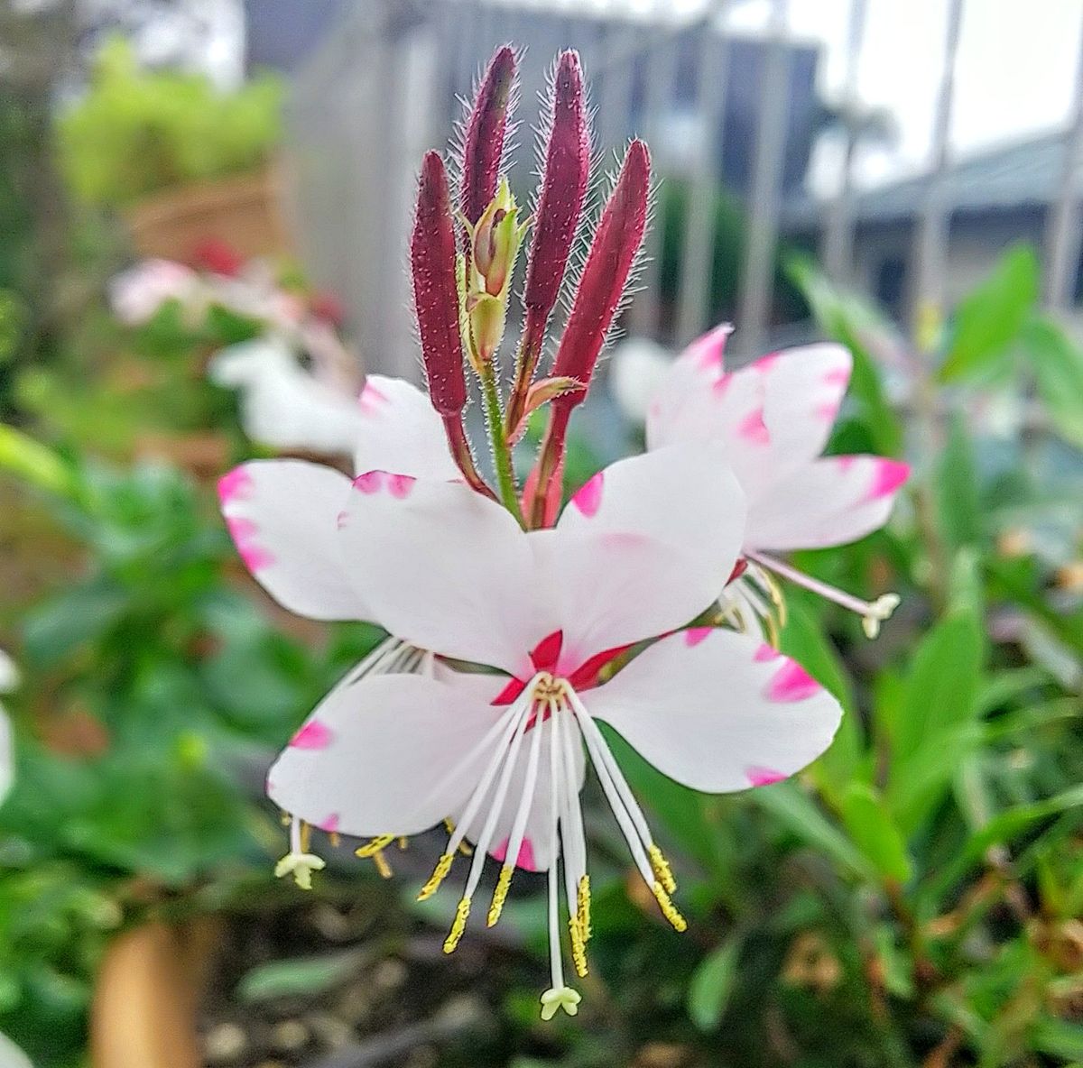 今日は曇り⛅️可愛い❤️ピンクの花が癒してくれます💕