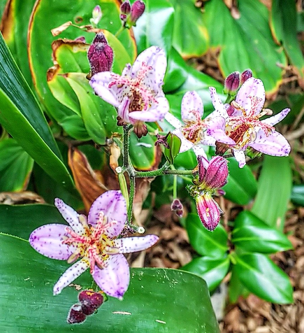 今日は曇り⛅️可愛い❤️ピンクの花が癒してくれます💕