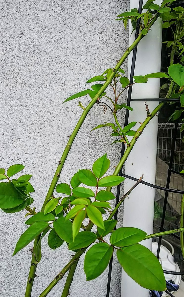 塩害から新芽が再生