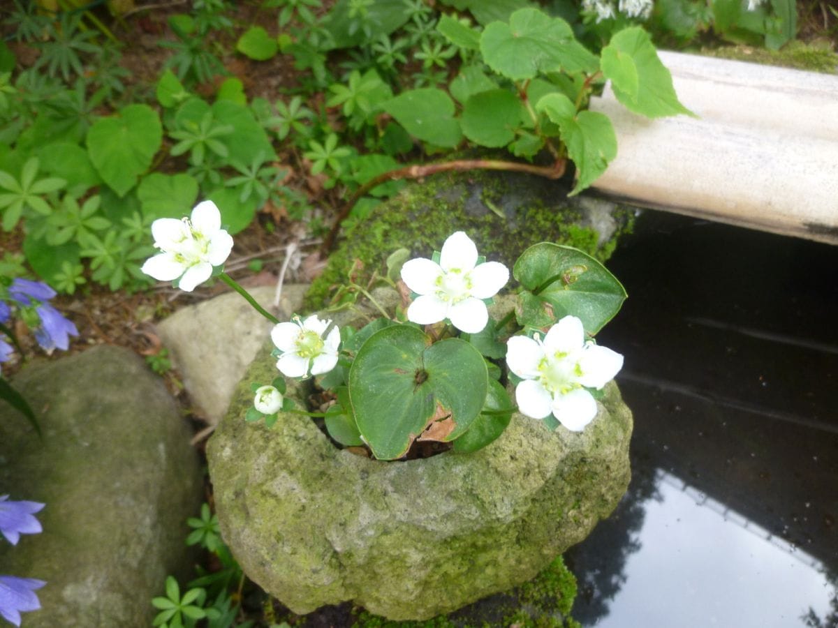 寂しくなります　最後の山野草