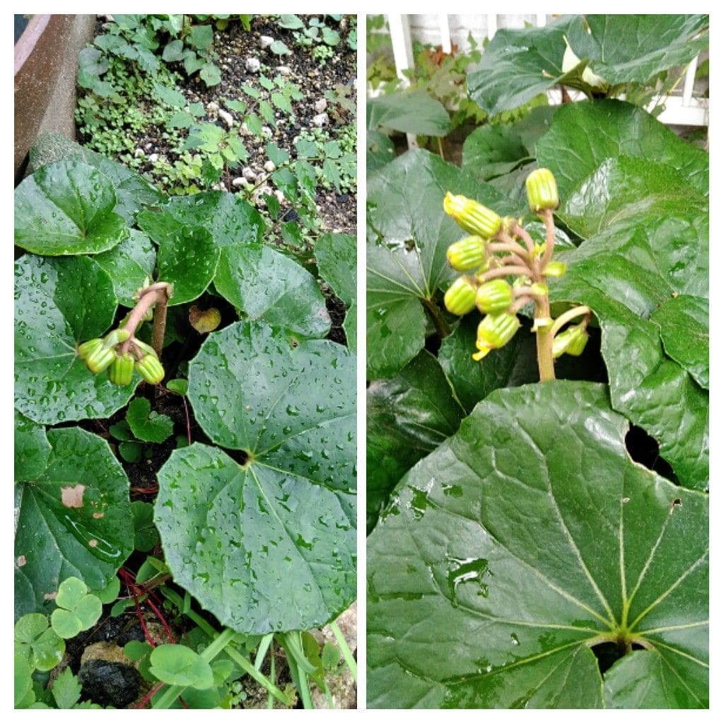 アマリリスとサフランの発芽❗