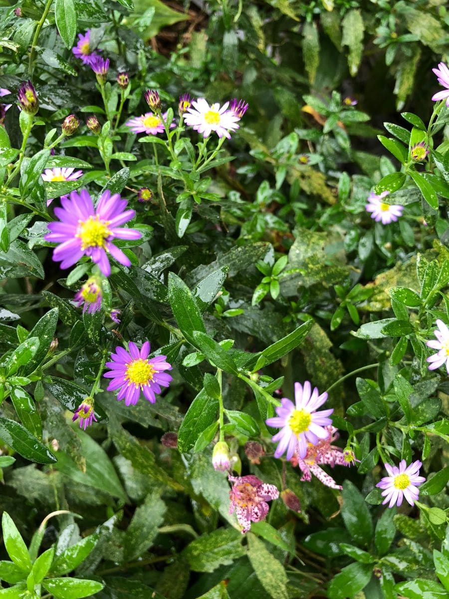 朝顔どかして野紺菊