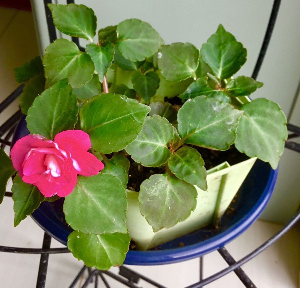 来年用の🌿挿し木の子たち