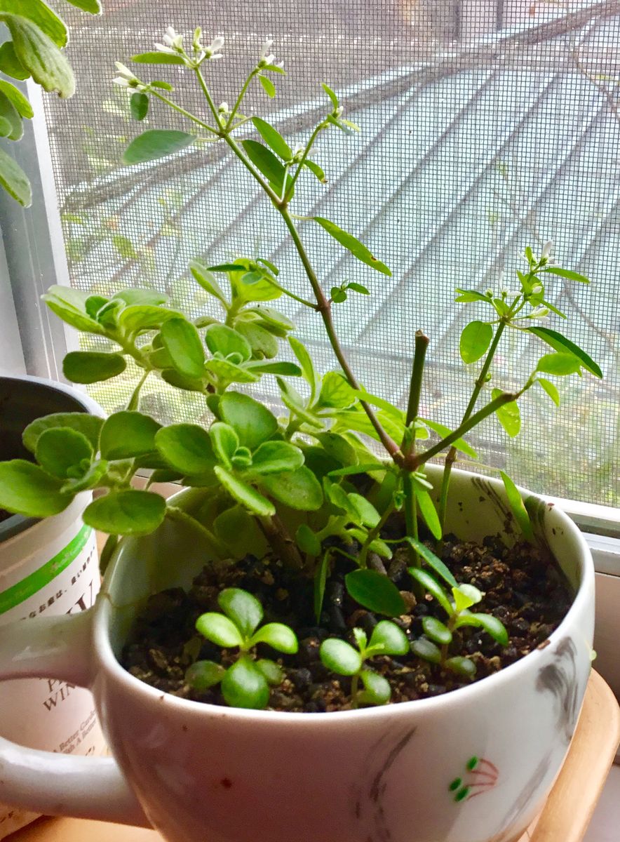 来年用の🌿挿し木の子たち