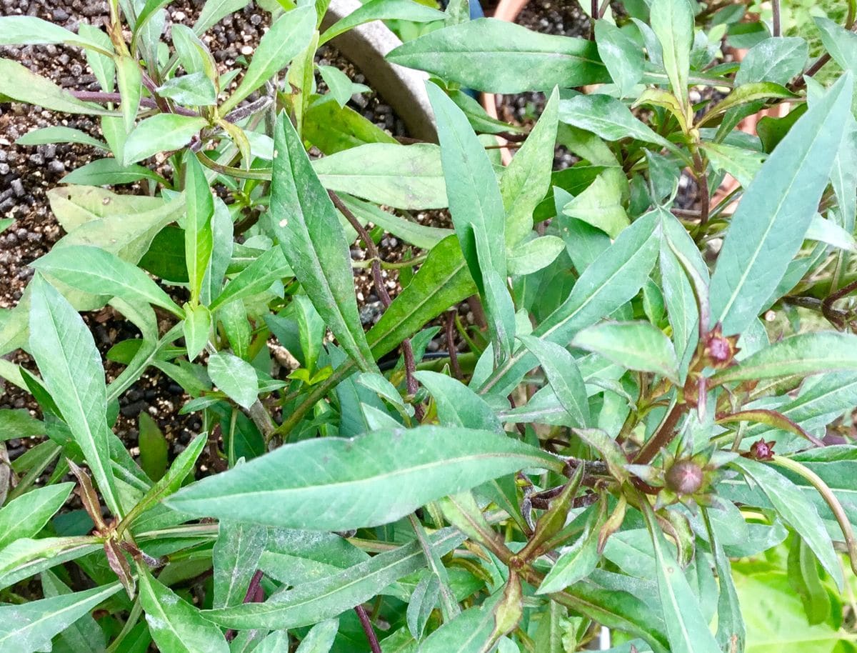 来年用の🌿挿し木の子たち