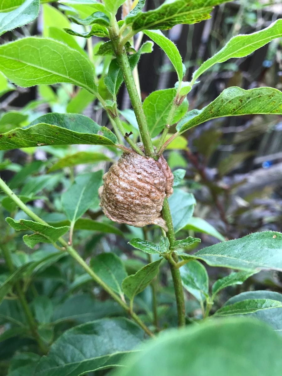 草むしりで発見👀