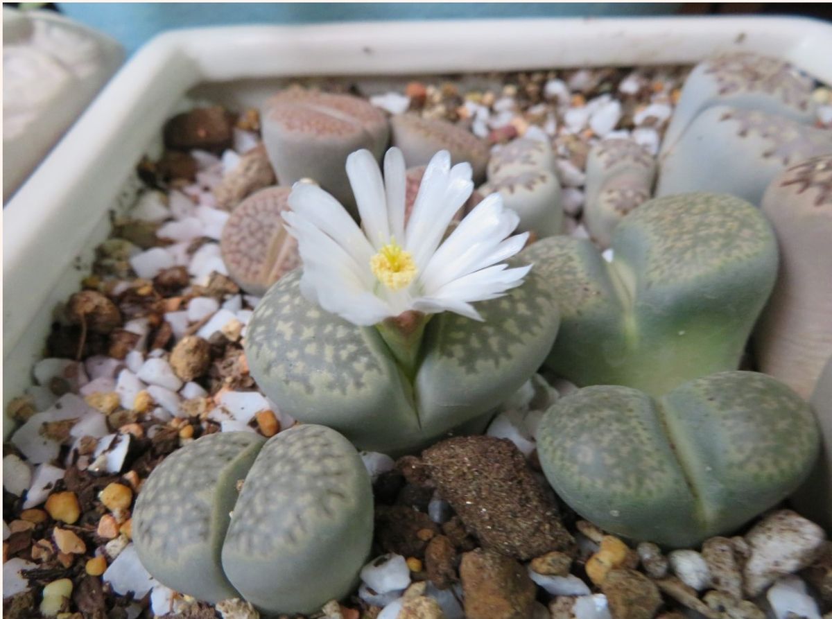 多肉植物たち色々