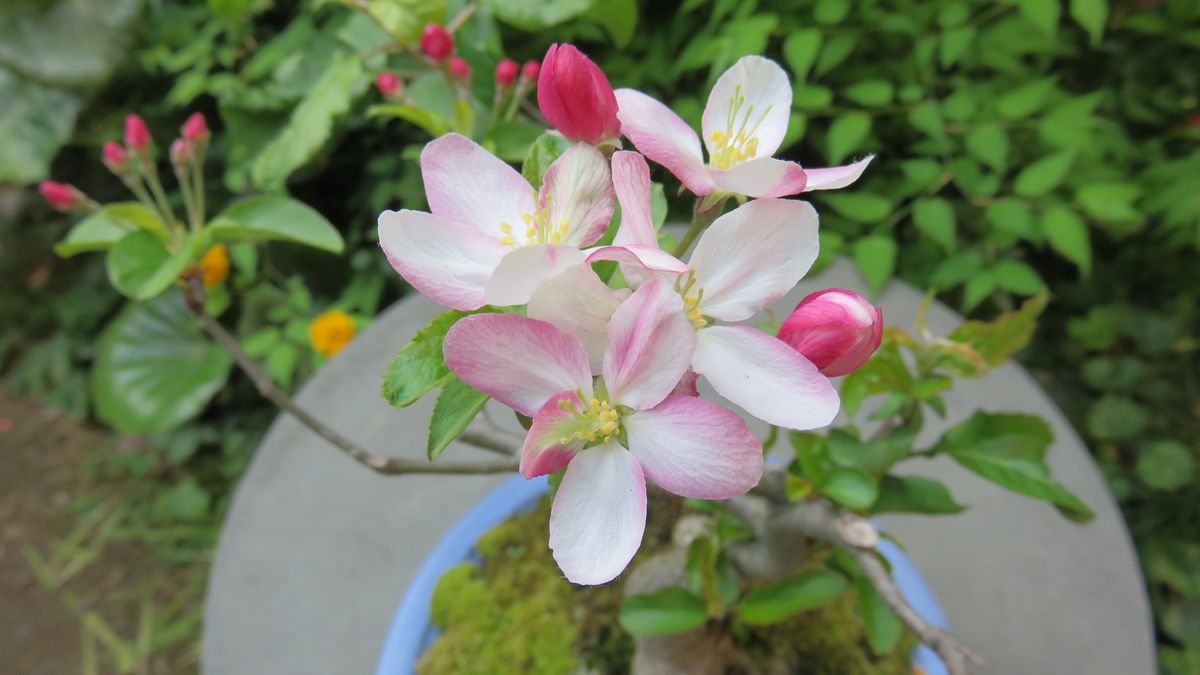 実生8年目の🍎の花が咲きました～😊～