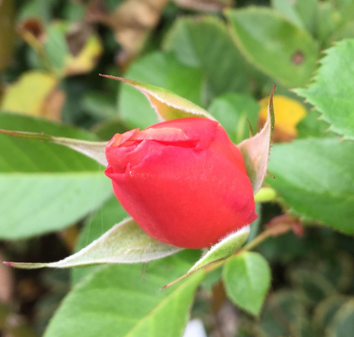 今日の薔薇