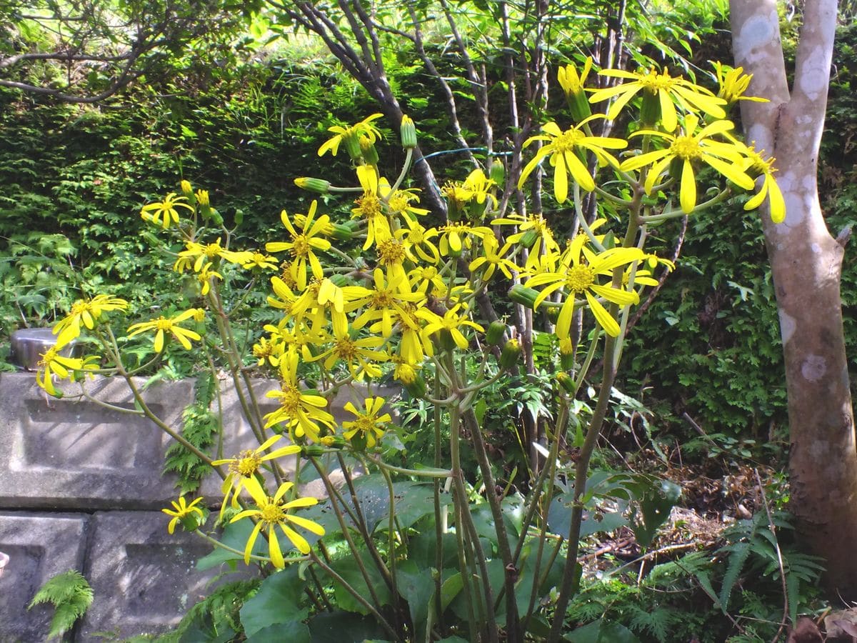 庭の花達