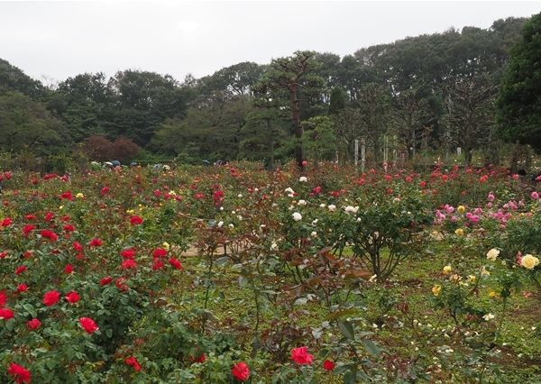 生田緑地ばら苑