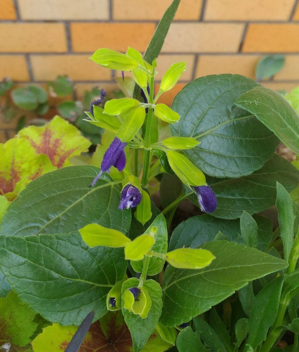 寄せ植え