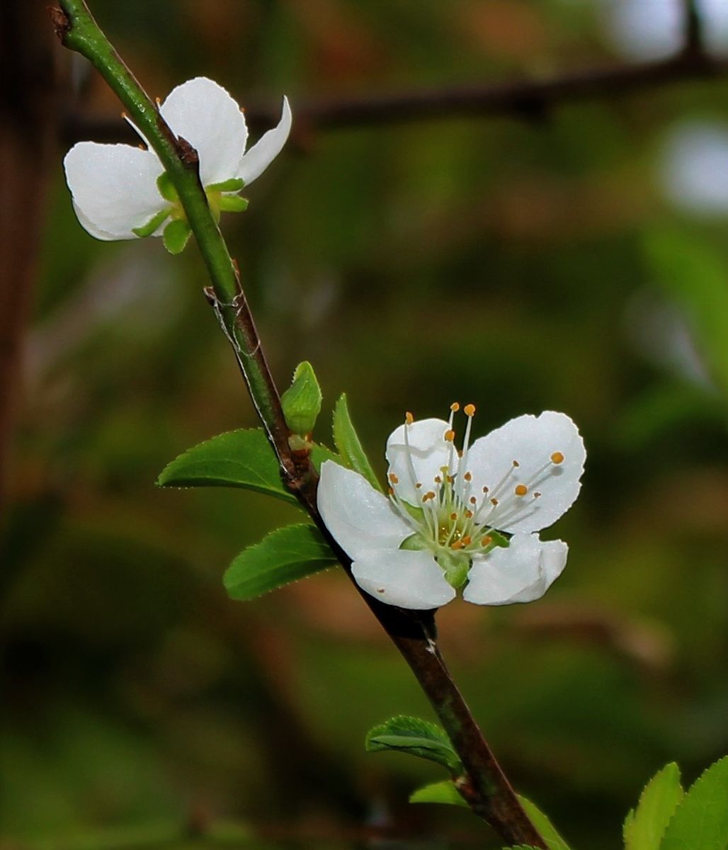 スモモの花だってさ・・