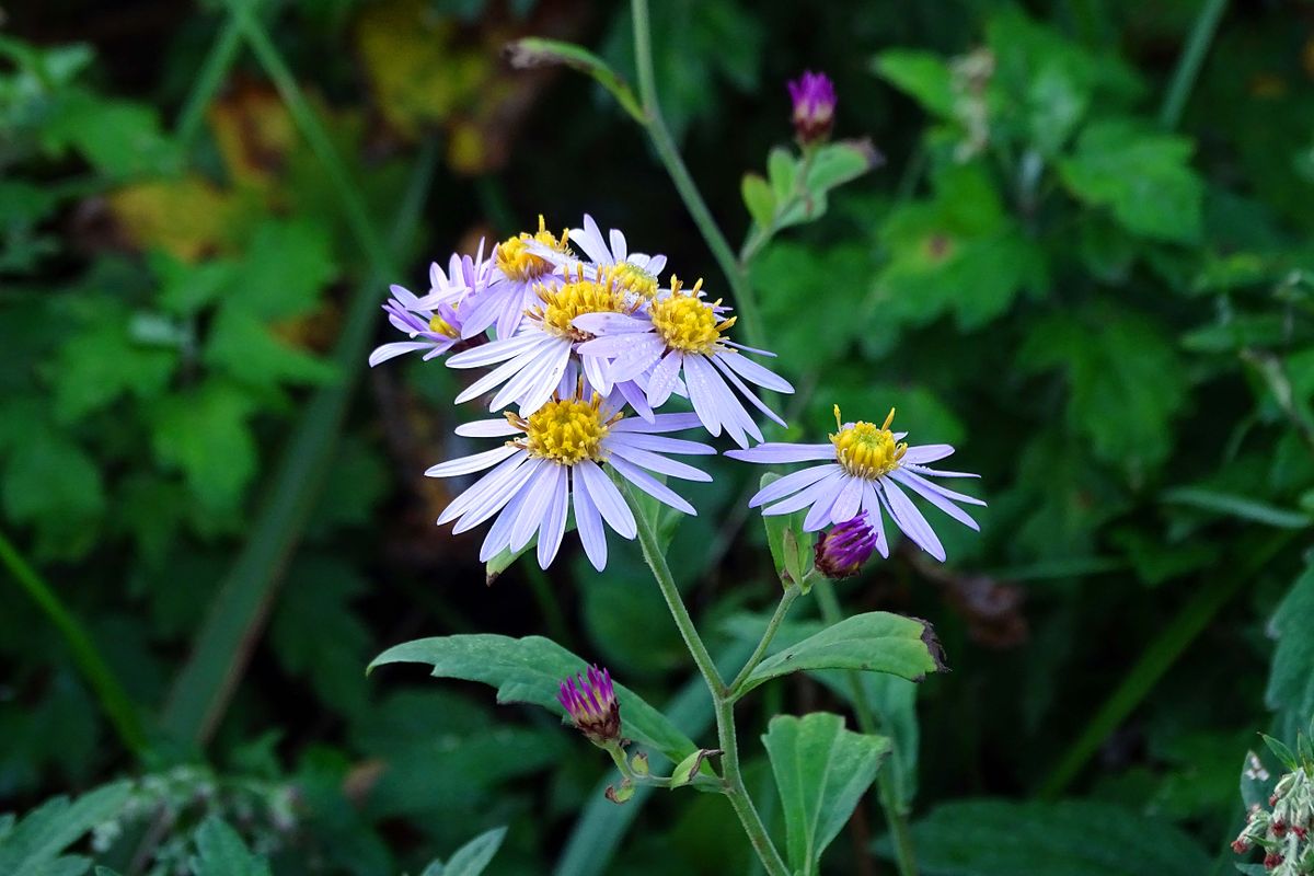 柏崎・鯨波海岸の野の花