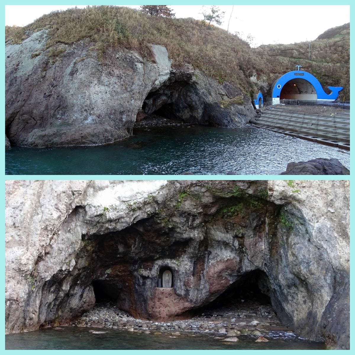 柏崎・鯨波海岸の野の花