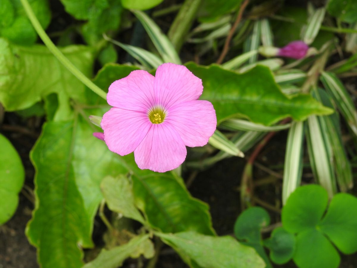 今朝は霧が深かったです。我が家のお花。