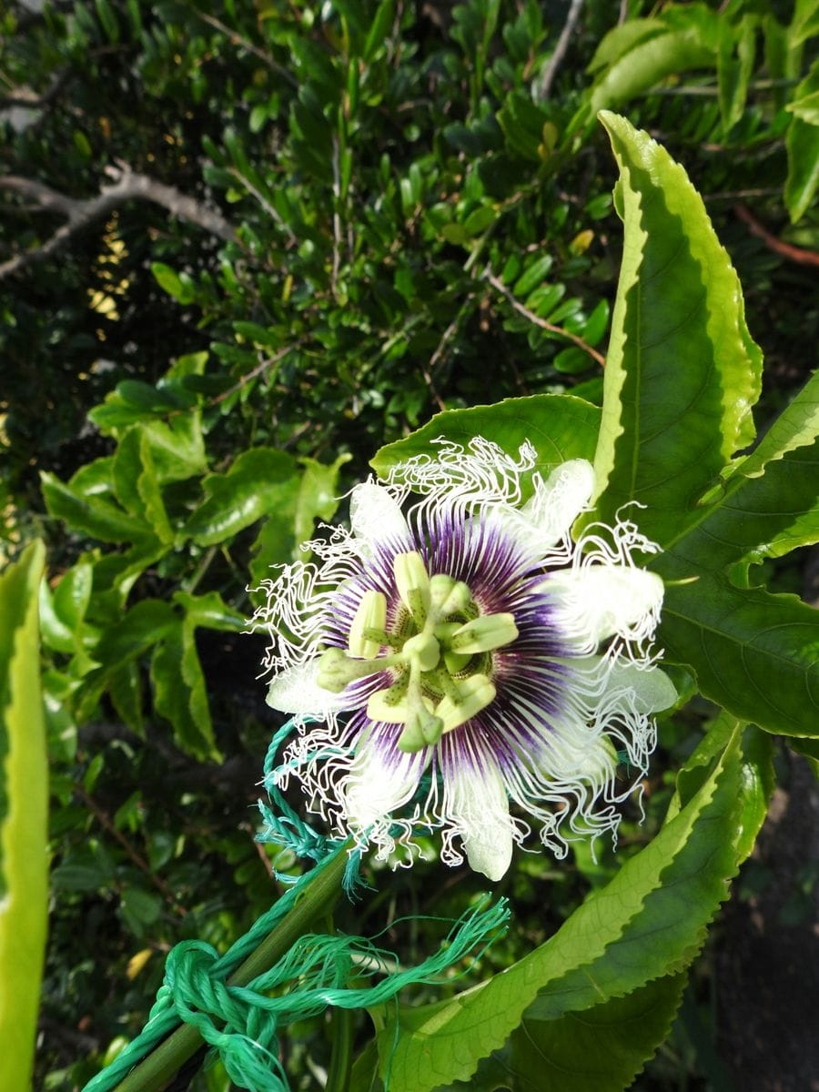 今朝は霧が深かったです。我が家のお花。