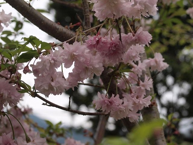 八重咲きのシャクナゲ。