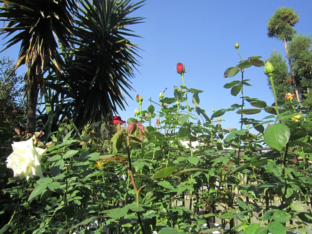 今日の薔薇たちの様子！！⑪