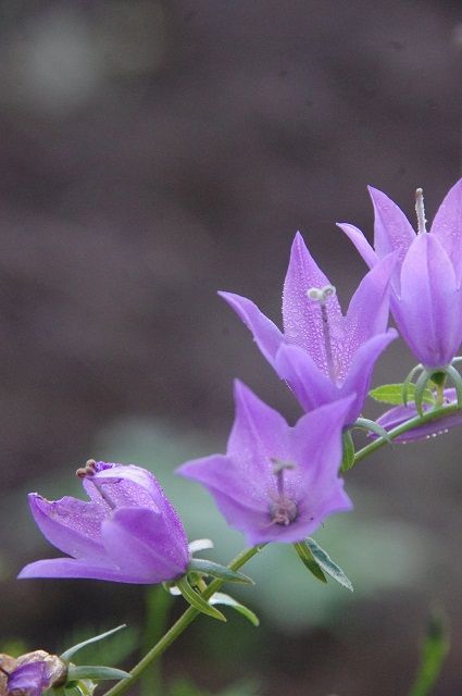 今朝の花たち