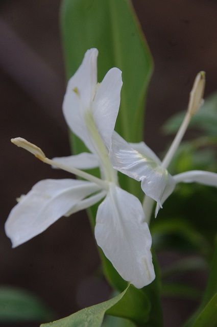 今朝の花たち