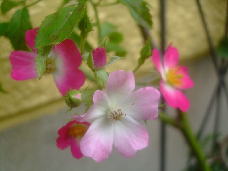 今日の庭のお花達