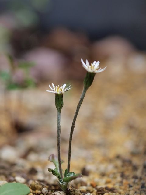 ｾﾝﾎﾞﾝﾔﾘの小さな花